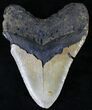 Large Megalodon Tooth - North Carolina #21666-2
